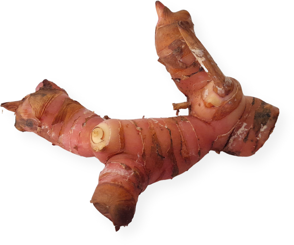 Galangal